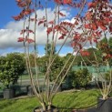 Rhus typhina - Foto 3