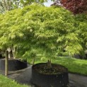 Acer palmatum 'Dissectum' - Foto 3