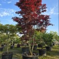 Acer palmatum 'Bloodgood' - 4