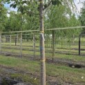 Prunus serrulata 'Shirotae' - Foto 2