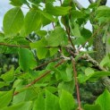 Gymnocladus dioica - 1