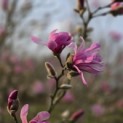 Magnolia loebneri 'Leonard Messel' - Foto 1