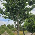 Parrotia persica 'Vanessa' - Foto 3