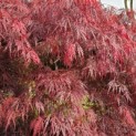 Acer palmatum 'Garnet' - 2
