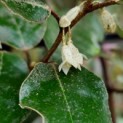 Elaeagnus ebbingei 'Compacta' - 1