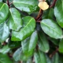 Elaeagnus ebbingei 'Compacta' - 2