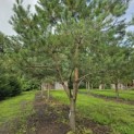 Pinus sylvestris - Foto 9