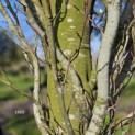 Fagus sylvatica 'Dawyck Gold' - 1