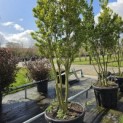 Ilex crenata 'Green Hedge' - maart 2026