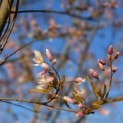 Amelanchier arborea 'Robin Hill' - Foto 2