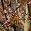 Amelanchier arborea 'Robin Hill' - Foto 3