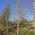 Amelanchier arborea 'Robin Hill' - Foto 1