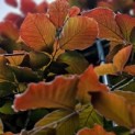 Fagus sylvatica 'Atropunicea' - impressie kleurnuances rode of bruine beuk.
