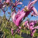 Magnolia 'Susan' - 2
