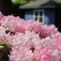 Rhododendron Yakusmani 'Marlis' - 3