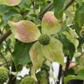 Cornus kousa 'Weisse Fontaine' - Foto 4