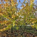 Corylus Avellana 'Aurea' - november 2025