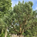 Pinus sylvestris - 7