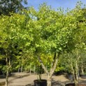 Ginkgo biloba - Foto 6