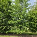 Carpinus betulus - 4