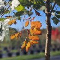 Koelreuteria paniculata - 2