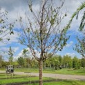Prunus serrula - september 2024