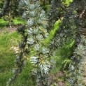 Cedrus libani 'Glauca' - 2