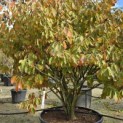 Hamamelis x intermedia 'Arnold Promise' - 3