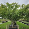 Acer palmatum - 3