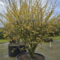 Hamamelis x intermedia 'Arnold Promise' - 2