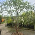 Acer griseum - 3