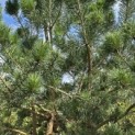 Pinus sylvestris - 1