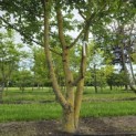 Acer campestre - 1