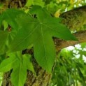 Liquidambar styraciflua