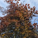 Fagus sylvatica 'Atropunicea' - mei 2026