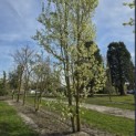 Pyus calleryana 'Chanticleer' - 1