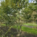 Carpinus betulus - 3