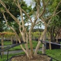 Heptacodium miconioides - Foto 2