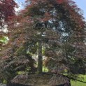 Acer palmatum 'Inaba Shidare' - 3