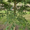 Styrax japonicus - 1