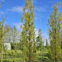 Quercus robur 'Fastigiata' - 5