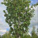 Prunus 'Sunset Boulevard' - Foto 2