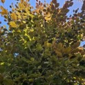 Fagus sylvatica 'Atropunicea' - 3
