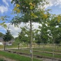 Gleditsia triacanthos ‘Sunburst' - Foto 2