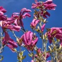 Magnolia liliiflora 'Nigra' - 1