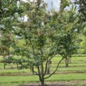 Parrotia persica - 1