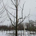 Malus domestica 'Rode Boskoop' - kroon begint op 200 cm