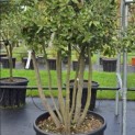 Quercus ilex - 2