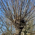 Salix Alba - 1