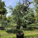 Cedrus libani 'Silberspitz' - juni 2026